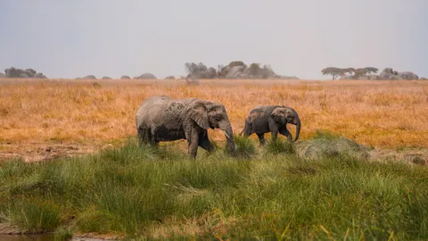 Olifant 4K-achtergrond · animals · 3840×2159