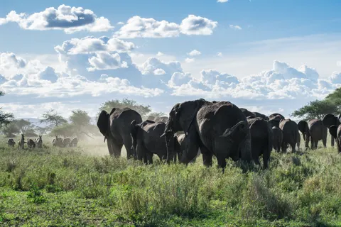 Elephant 4K Wallpaper · animals · 3840×2560