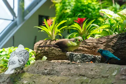 열대 새 4K 배경화면 · animals · 3840×2560
