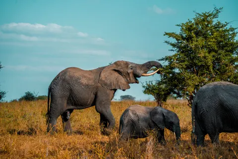 والپیپر فیل با کیفیت 4K · animals · 3840×2560