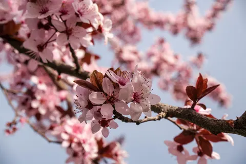 Cherry Blossom 4K Wallpaper · nature · 3840×2560
