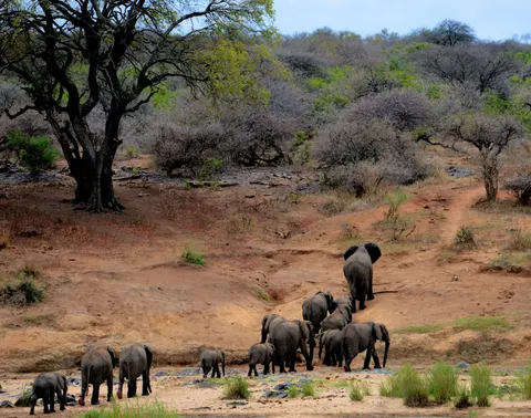 Olifant 4K-achtergrond · animals · 3840×3020