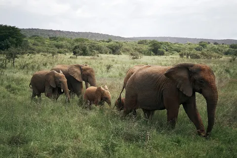 Olifant 4K-achtergrond · animals · 3840×2560