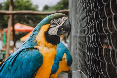 Tropischer Vogel 4K Hintergrundbild · animals · 3840×2560