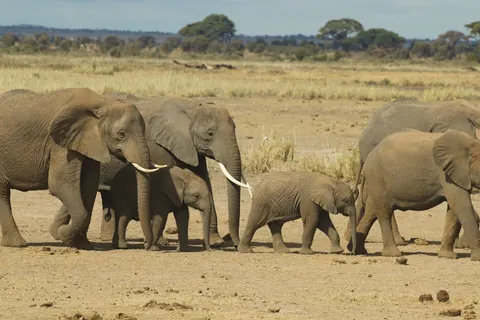 والپیپر فیل با کیفیت 4K · animals · 3840×2561