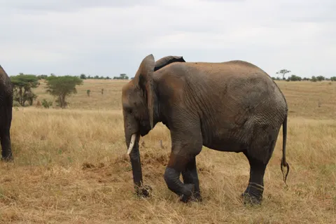 والپیپر فیل با کیفیت 4K · animals · 3840×2560