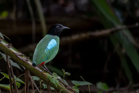 Fondo de pantalla Ave tropical 4K · animals · 3840×2560