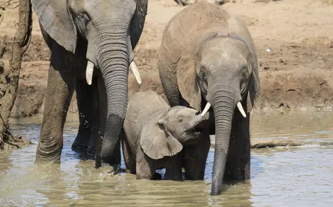 Olifant 4K-achtergrond · animals · 3840×2381