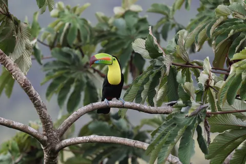 Tropical Bird 4K Wallpaper · animals · 3840×2561