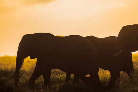 والپیپر فیل با کیفیت 4K · animals · 3840×2560