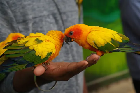 Fond d'écran Oiseau tropical 4K · animals · 3840×2560
