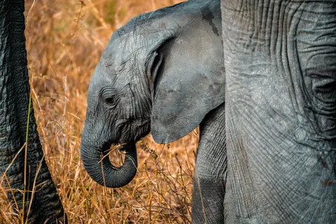 والپیپر فیل با کیفیت 4K · animals · 3840×2560