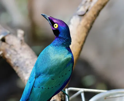 Fond d'écran Oiseau tropical 4K · animals · 3840×3154