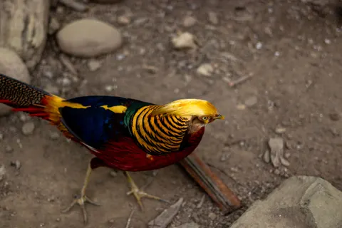 Tropical Bird 4K Wallpaper · animals · 3840×2560