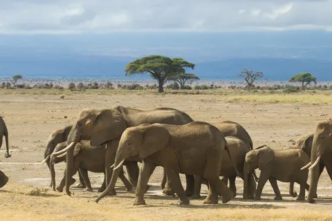 Olifant 4K-achtergrond · animals · 3840×2561