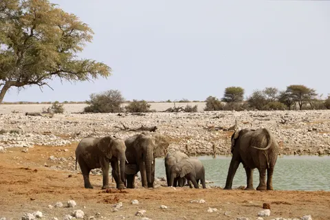 Olifant 4K-achtergrond · animals · 3840×2560