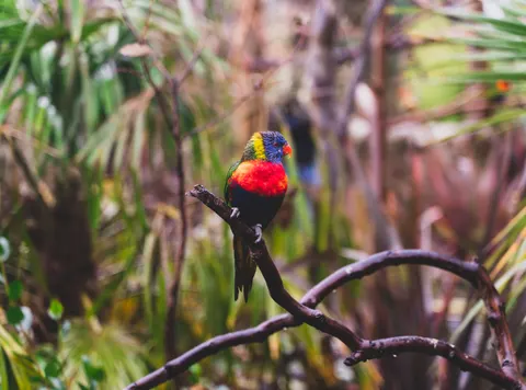 Tropical Bird 4K Wallpaper · animals · 3840×2847