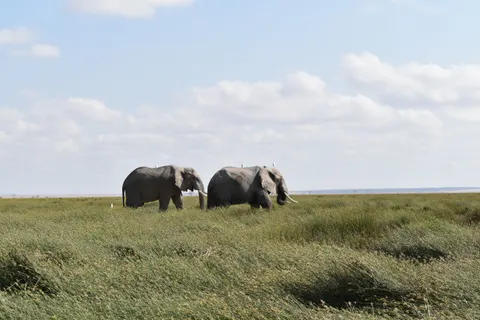 والپیپر فیل با کیفیت 4K · animals · 3840×2560
