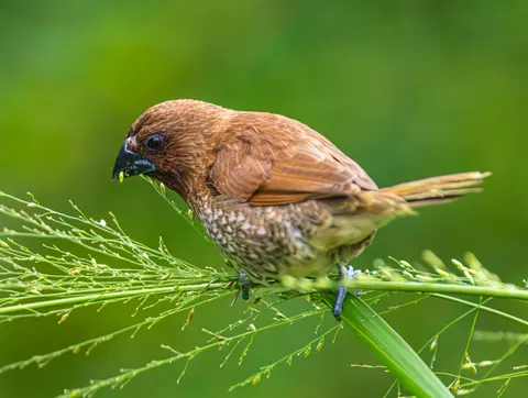 Tropischer Vogel 4K Hintergrundbild · animals · 3840×2892