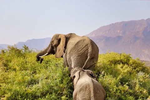Olifant 4K-achtergrond · animals · 3840×2560
