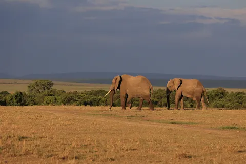 Olifant 4K-achtergrond · animals · 3840×2560
