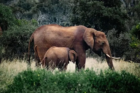 والپیپر فیل با کیفیت 4K · animals · 3840×2561