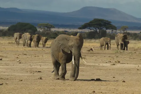 والپیپر فیل با کیفیت 4K · animals · 3840×2561