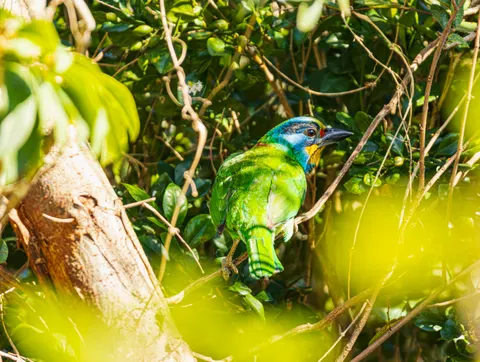 Tropischer Vogel 4K Hintergrundbild · animals · 3840×2892
