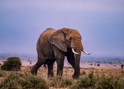 والپیپر فیل با کیفیت 4K · animals · 3840×2743