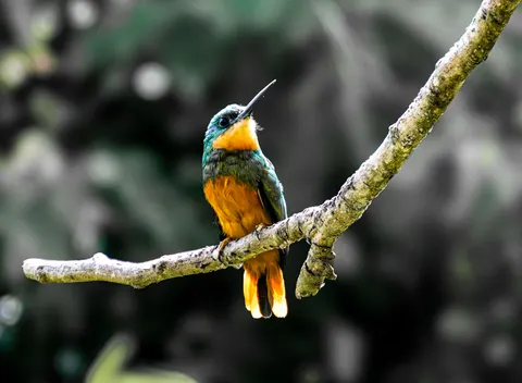 Tropischer Vogel 4K Hintergrundbild · animals · 3840×2815
