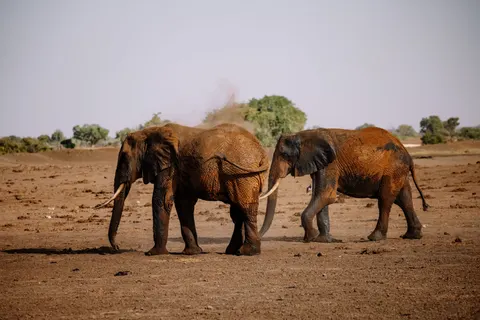 Olifant 4K-achtergrond · animals · 3840×2561