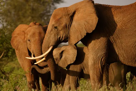 والپیپر فیل با کیفیت 4K · animals · 3840×2563