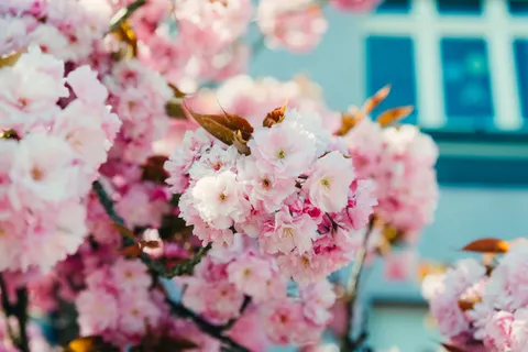 Wallpaper Bunga Sakura 4K · nature · 3840×2563