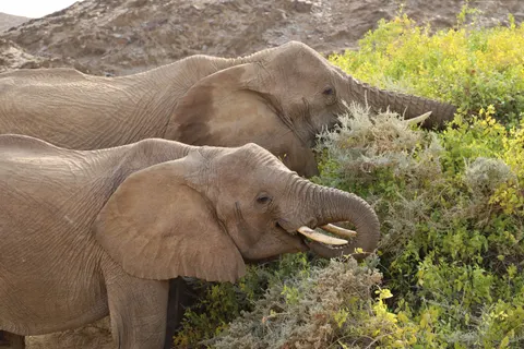 Olifant 4K-achtergrond · animals · 3840×2560