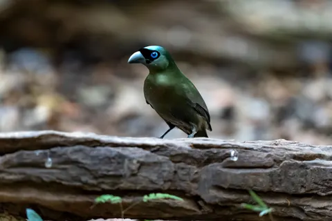 خلفية طائر استوائي بدقة 4K · animals · 3840×2560