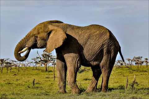 والپیپر فیل با کیفیت 4K · animals · 3840×2560