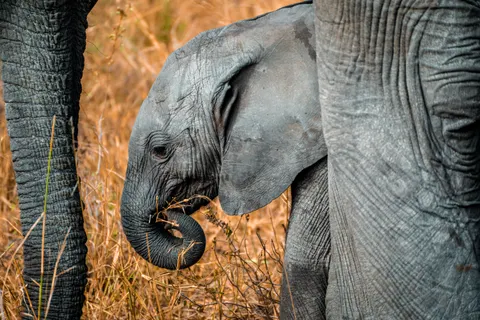 والپیپر فیل با کیفیت 4K · animals · 3840×2560