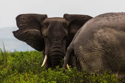 والپیپر فیل با کیفیت 4K · animals · 3840×2560