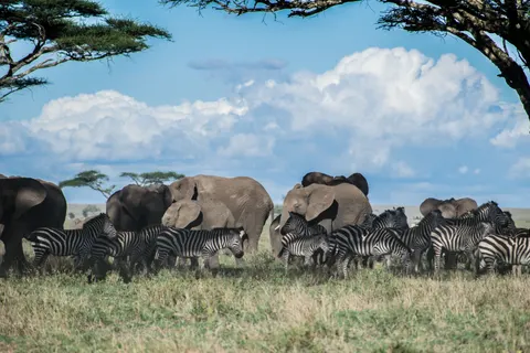 والپیپر فیل با کیفیت 4K · animals · 3840×2560