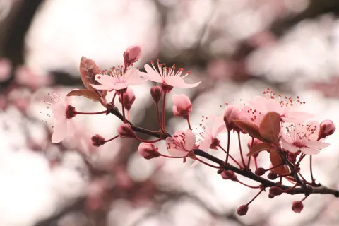 Tapeta Kwiat Wiśni 4K · nature · 3840×2560