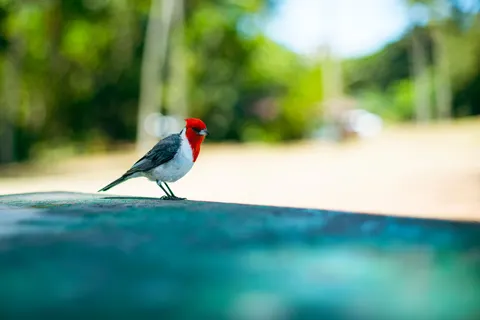 خلفية طائر استوائي بدقة 4K · animals · 3840×2562