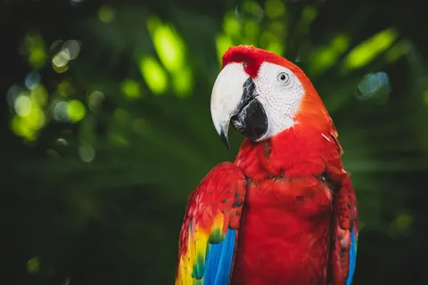 열대 새 4K 배경화면 · animals · 3840×2560
