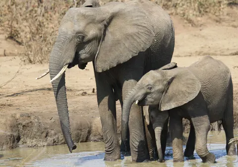 Olifant 4K-achtergrond · animals · 3840×2697