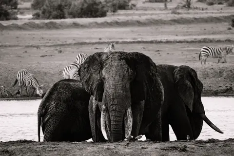 والپیپر فیل با کیفیت 4K · animals · 3840×2561
