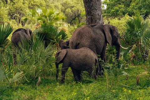 Olifant 4K-achtergrond · animals · 3840×2561