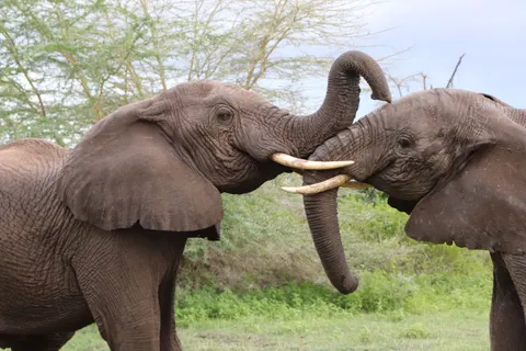 Olifant 4K-achtergrond · animals · 3840×2560