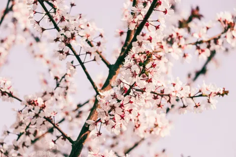 櫻花 4K桌布 · nature · 3840×2560