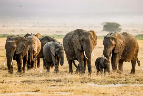 والپیپر فیل با کیفیت 4K · animals · 3840×2602