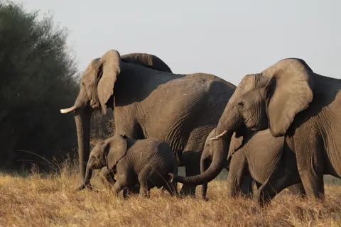 والپیپر فیل با کیفیت 4K · animals · 3840×2560