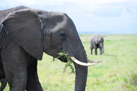 والپیپر فیل با کیفیت 4K · animals · 3840×2560